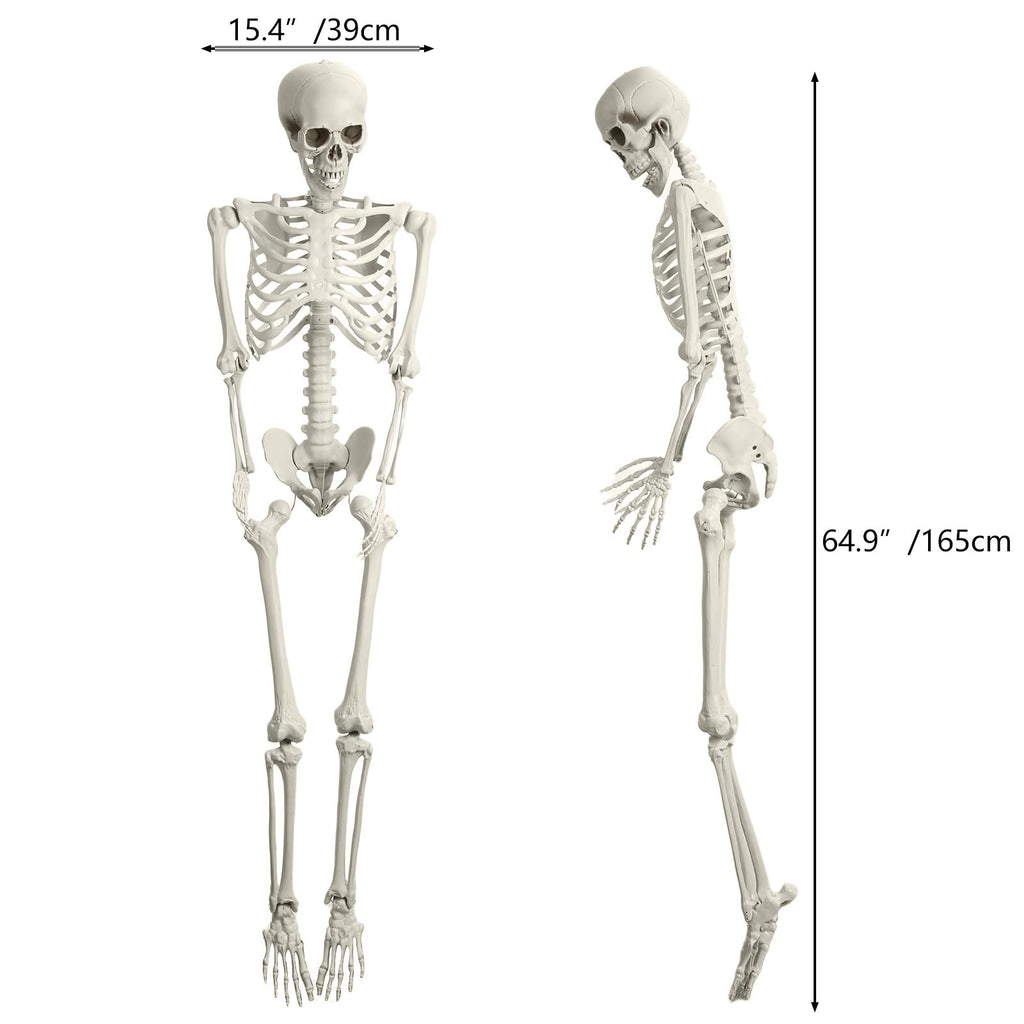 5.4ft Posable Plastic Skeleton L9093