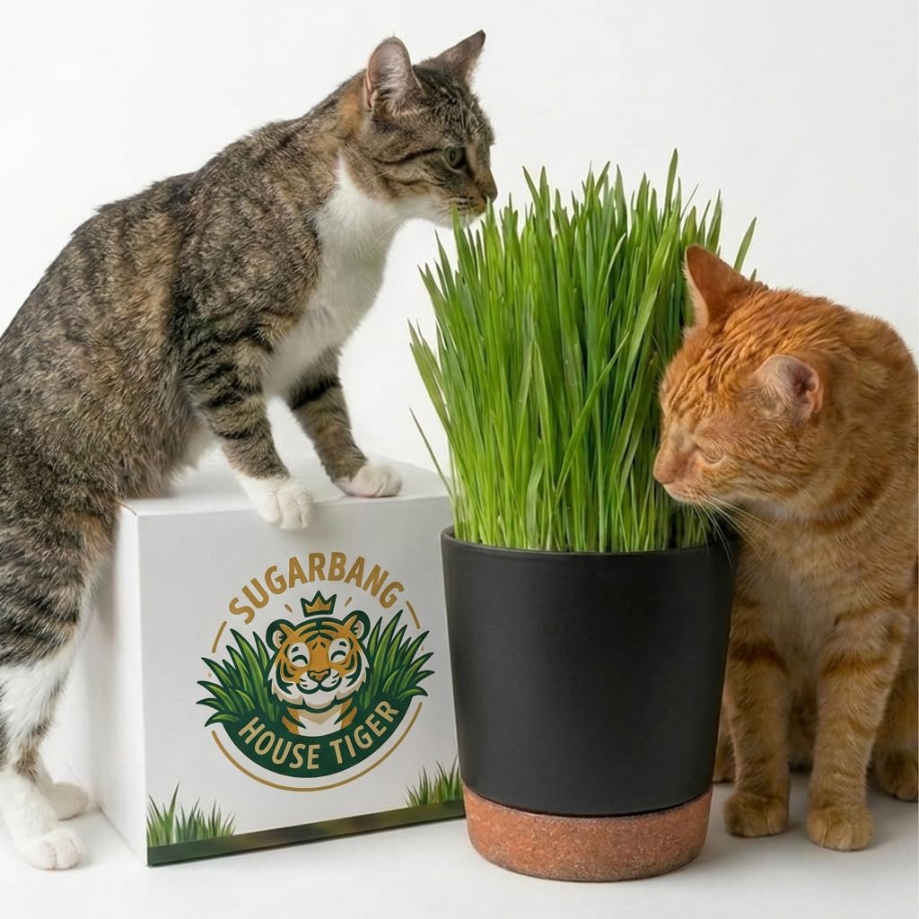 Cat Grass Gift Set with Self-Watering Pot & 3-Pack Refill A9429