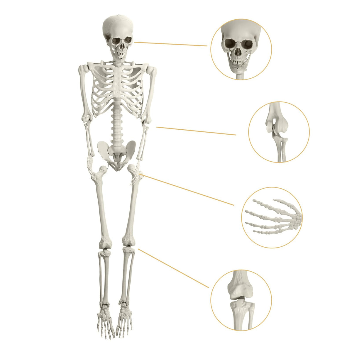 5.4ft Posable Plastic Skeleton L9093