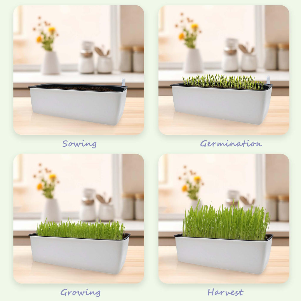 Indoor Cat Grass with Organic Seed Mix Rectangular Planter D5583