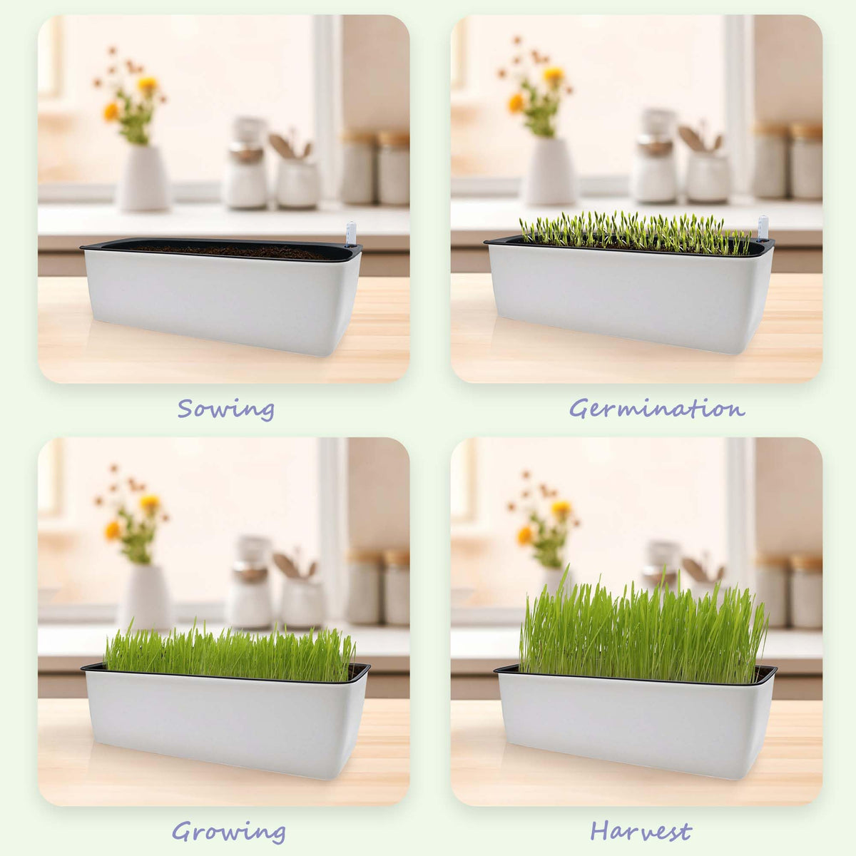 Indoor Cat Grass with Organic Seed Mix Rectangular Planter D5583