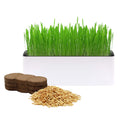 Indoor Cat Grass with Organic Seed Mix Rectangular Planter D5583