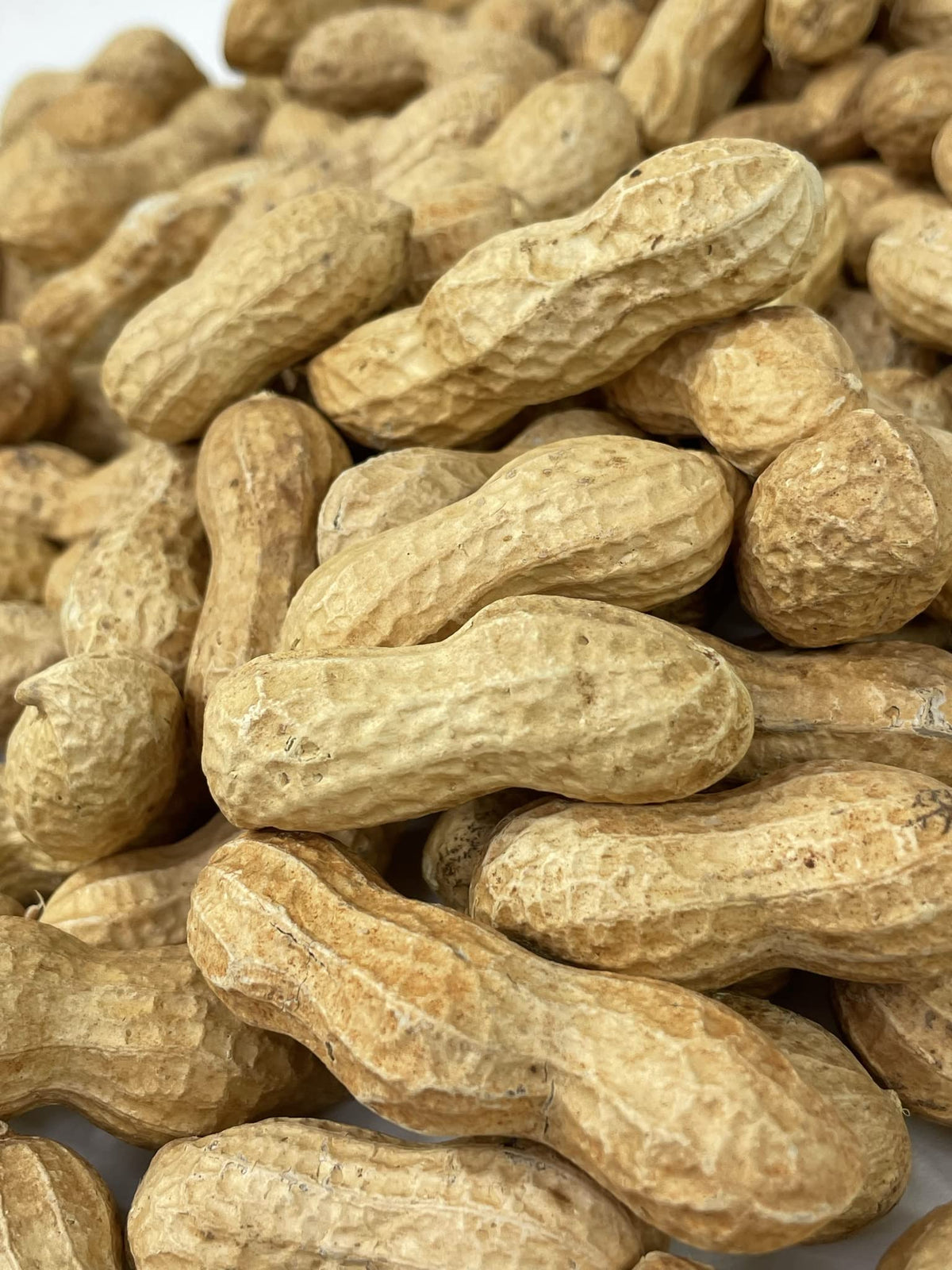 Raw Peanuts in Shell 10LB T512913