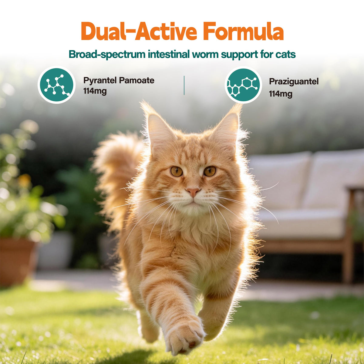 Broad Spectrum Cat Dewormer Tablets 60 Count D587443