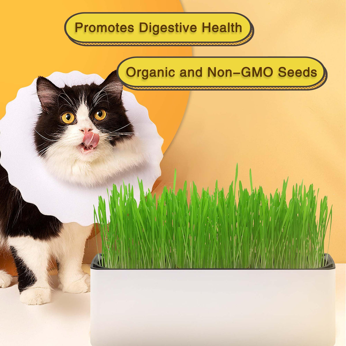 Indoor Cat Grass with Organic Seed Mix Rectangular Planter D5583