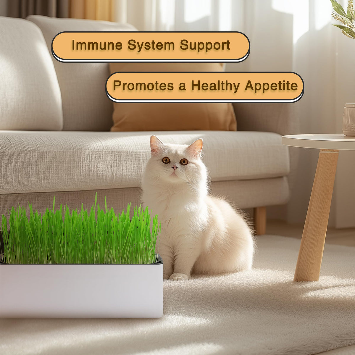 Indoor Cat Grass with Organic Seed Mix Rectangular Planter D5583