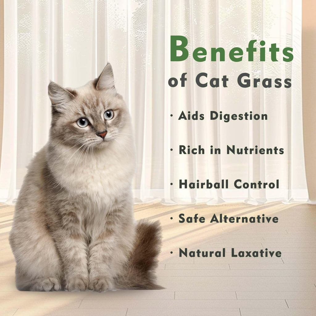 Indoor Cat Grass with Organic Seed Mix Rectangular Planter D5583